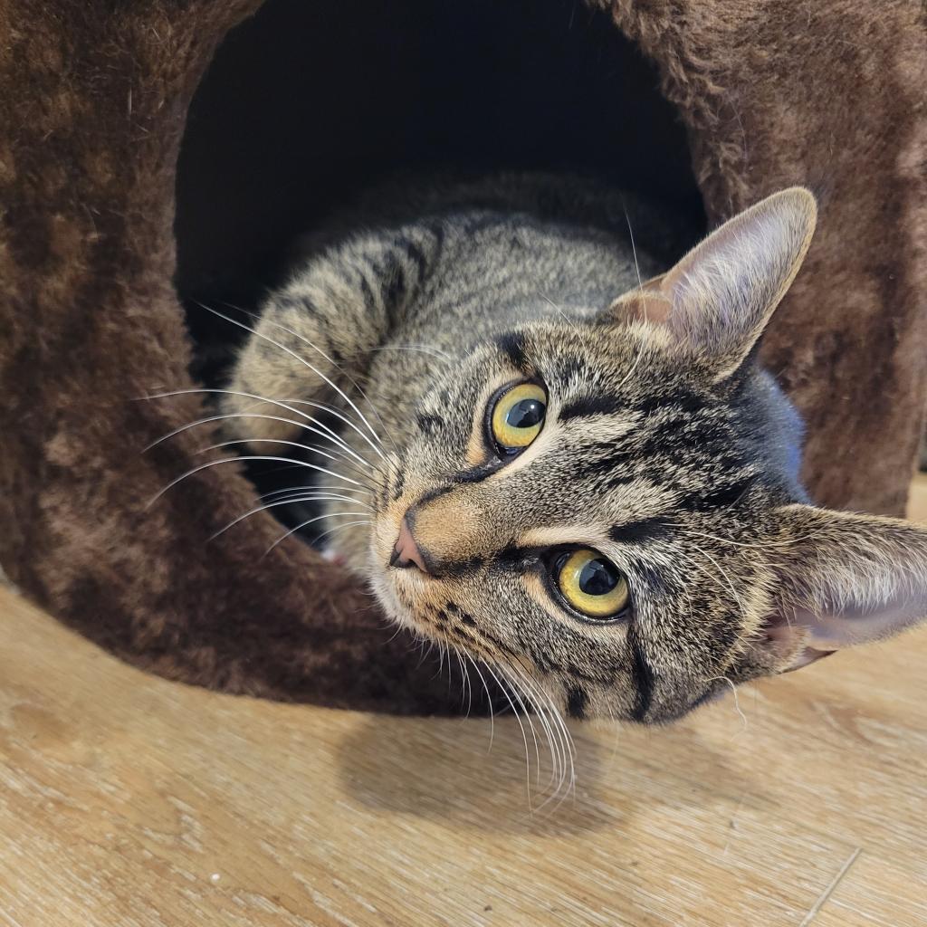 Vayda, an adoptable Domestic Short Hair in Simpsonville, SC, 29681 | Photo Image 6