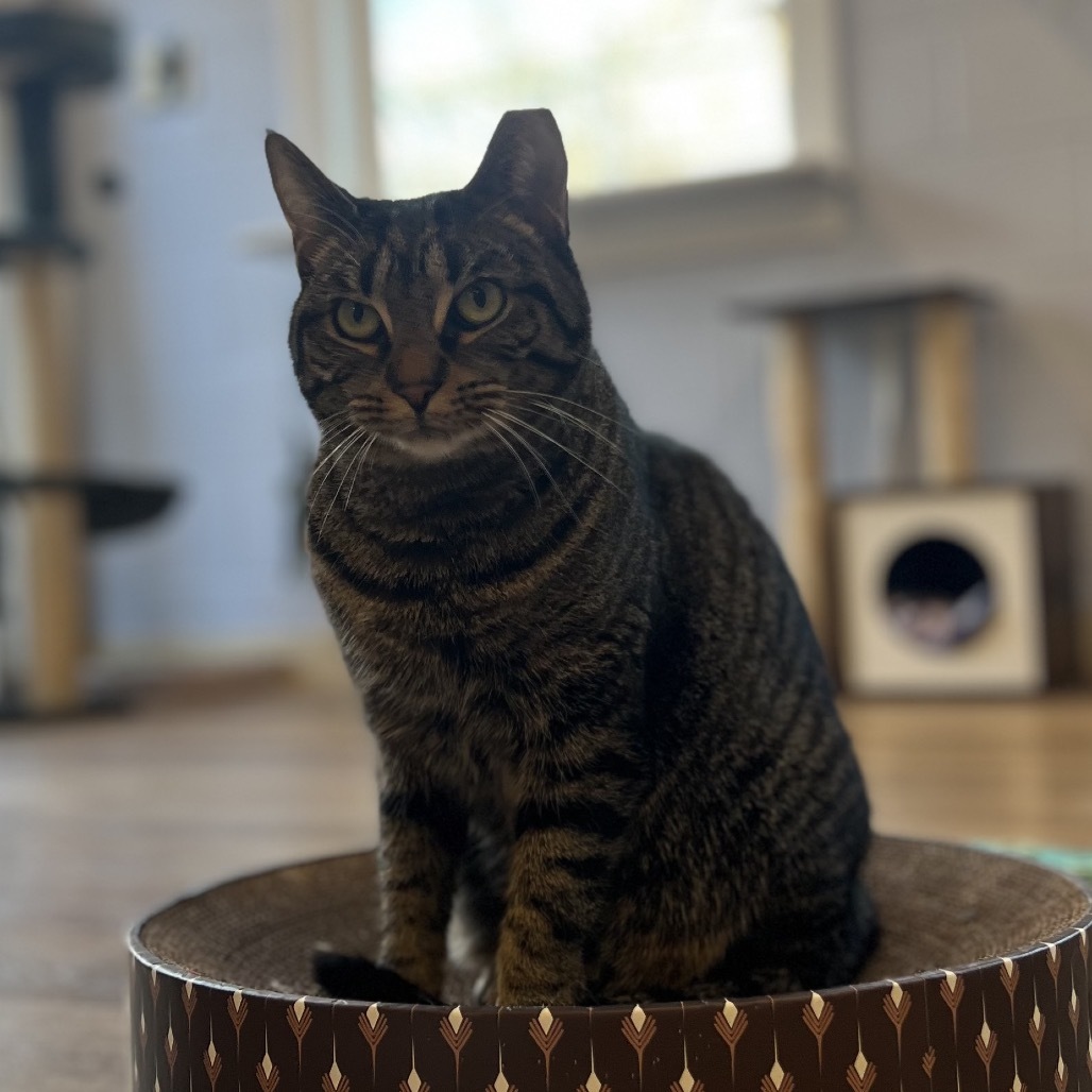 Vayda, an adoptable Domestic Short Hair in Simpsonville, SC, 29681 | Photo Image 6