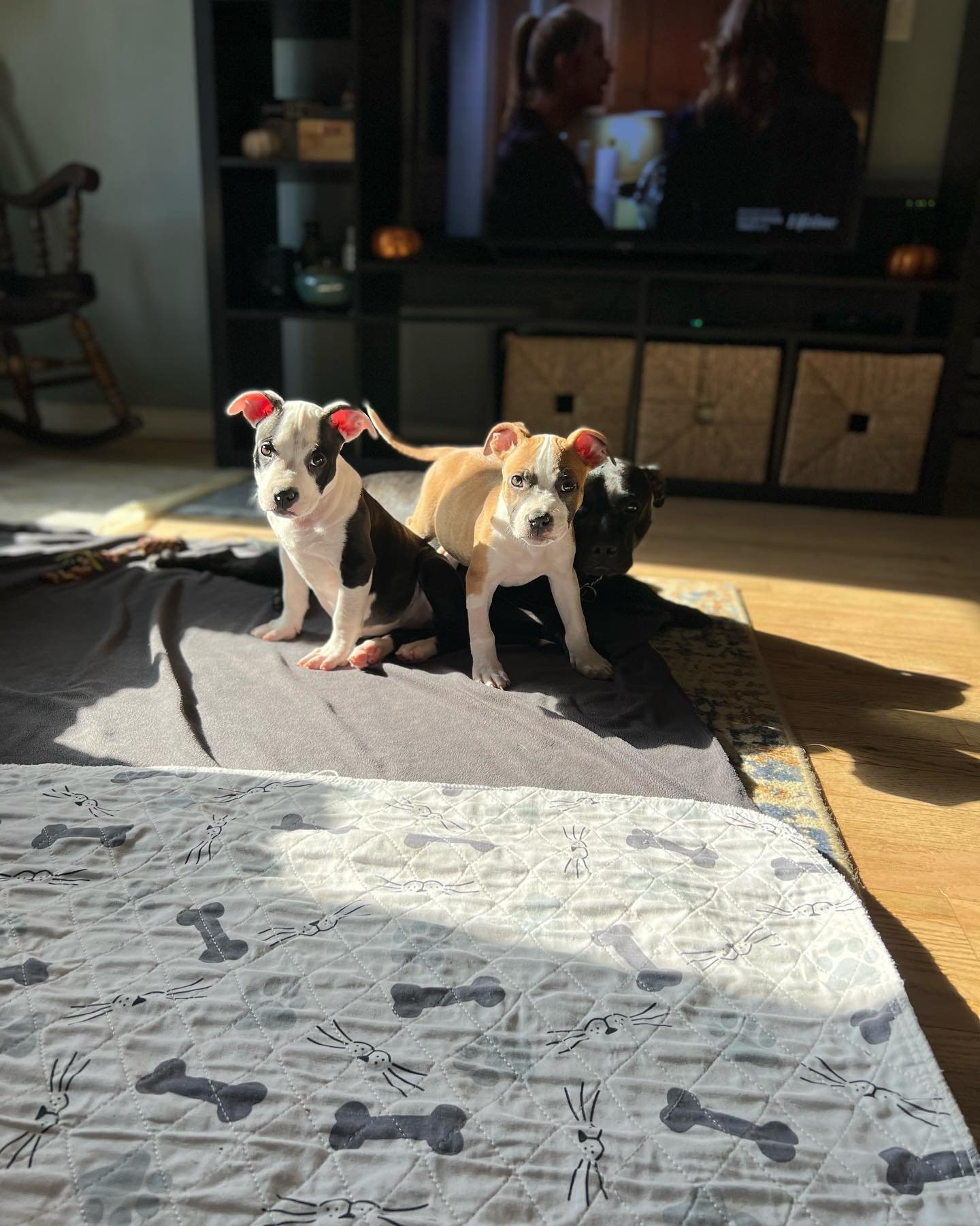 3 Pocket Pittie Puppies