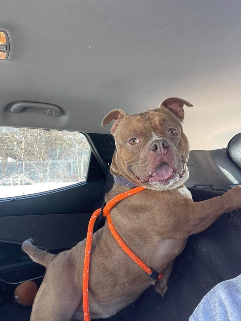 Brooklyn, an adoptable American Bulldog in Liverpool, NY, 13088 | Photo Image 1