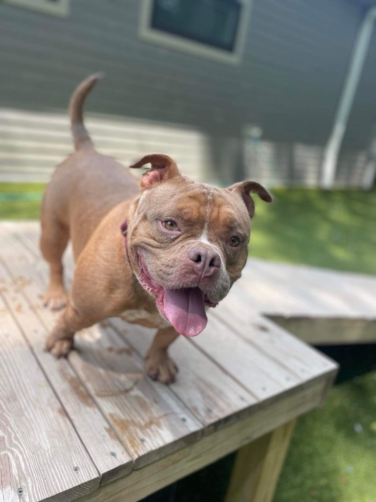 Brooklyn, an adoptable American Bulldog in Liverpool, NY, 13088 | Photo Image 4