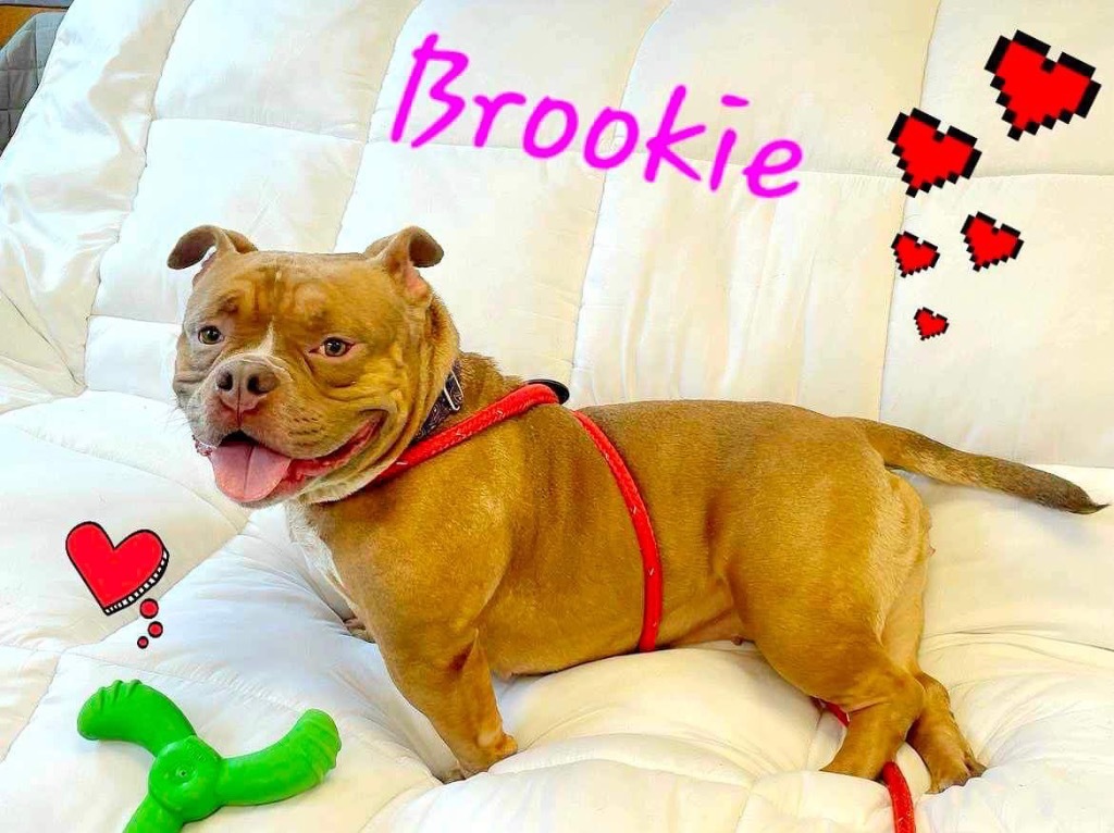 Brooklyn, an adoptable American Bulldog in Liverpool, NY, 13088 | Photo Image 5