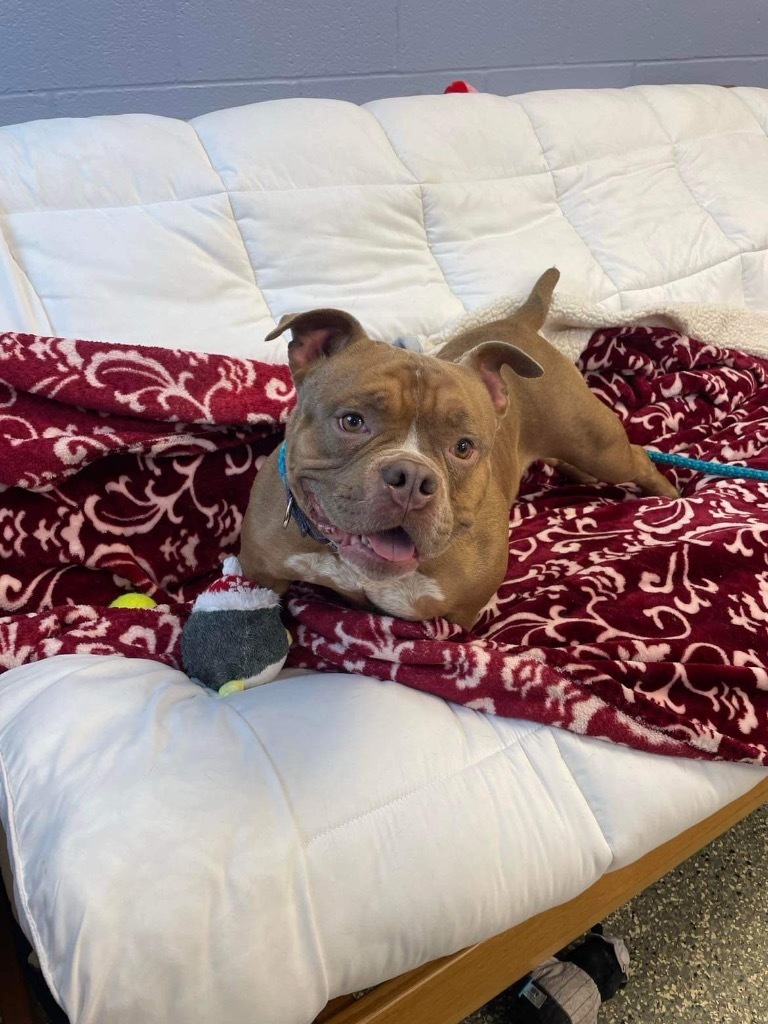 Brooklyn, an adoptable American Bulldog in Liverpool, NY, 13088 | Photo Image 6