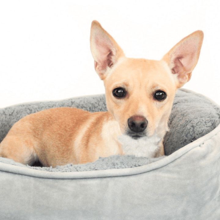 Kent, an adopted Chihuahua Mix in Clovis, CA_image-1