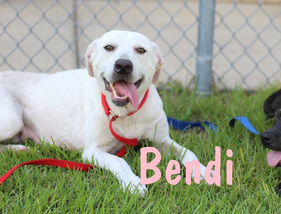 Bendi