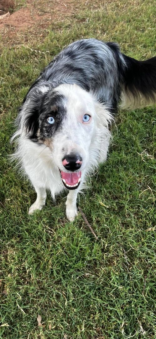 Vision, an adoptable Border Collie & Australian Shepherd Mix in Fort Collins, CO_image-1