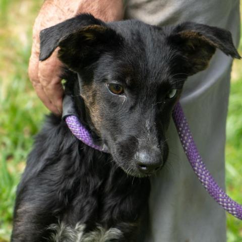 Evie, an adoptable Catahoula Leopard Dog Mix in Patterson, NY_image-4