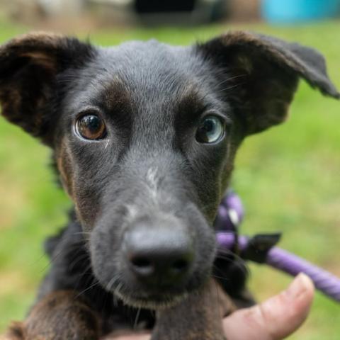Evie, an adoptable Catahoula Leopard Dog Mix in Patterson, NY_image-5