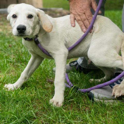 Captain, an adoptable Labrador Retriever & Basset Hound Mix in Patterson, NY_image-3