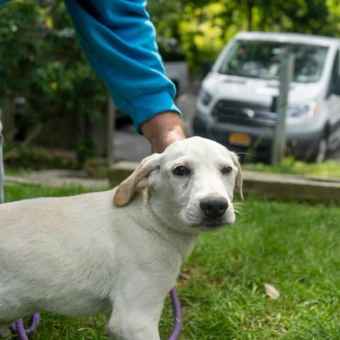 Captain, an adoptable Labrador Retriever & Basset Hound Mix in Patterson, NY_image-5