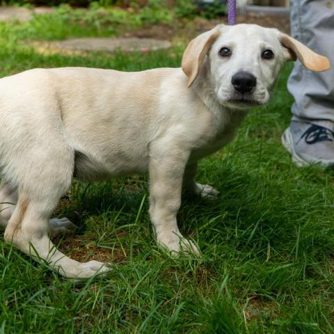 Hawkeye, an adoptable Labrador Retriever & Basset Hound Mix in Patterson, NY_image-2
