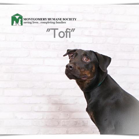 Tofi