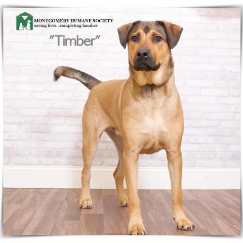 Timber