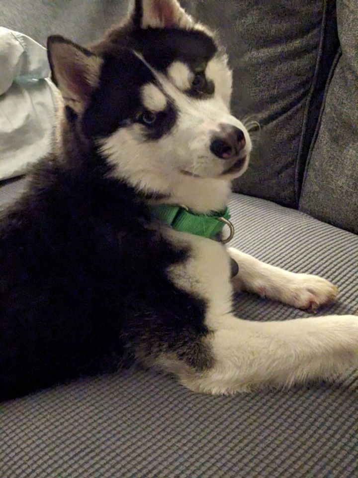 Jace 5