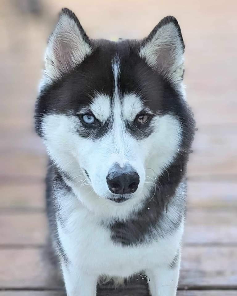 Jace, an adoptable Husky in Green Bay, WI, 54313 | Photo Image 6