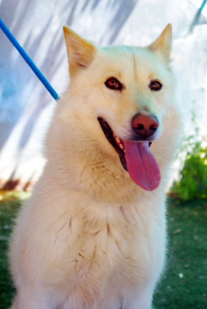 Daisy Crazy -, an adoptable German Shepherd Dog & Husky Mix in Apple Valley, CA_image-1