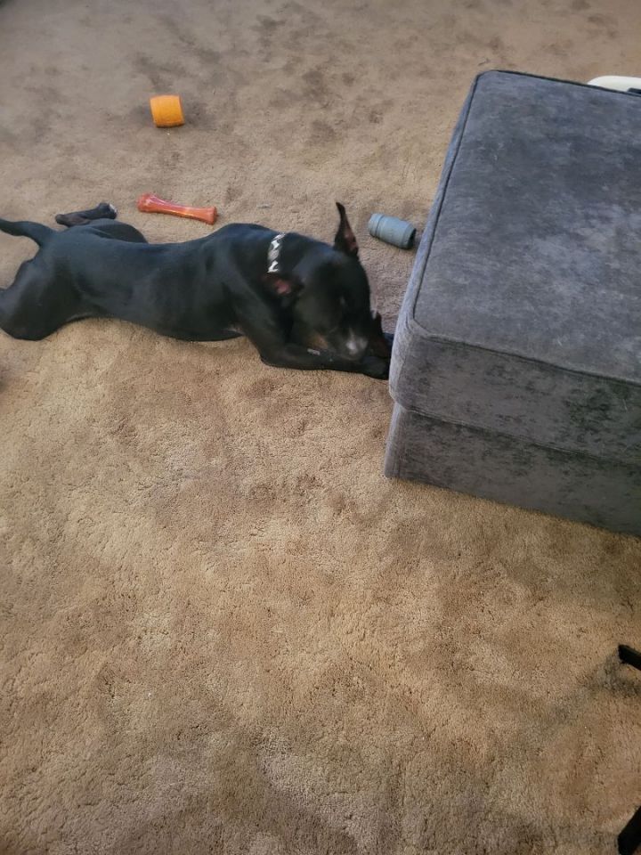 Xerxes, an adoptable Pit Bull Terrier in Minneapolis, MN_image-4