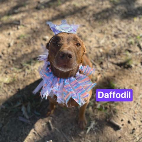 Daffodil