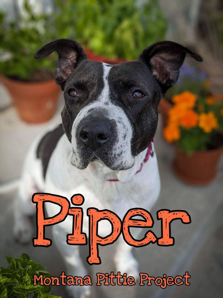 Piper (Oreo/Olga), an adoptable Pit Bull Terrier Mix in Arlee, MT_image-1