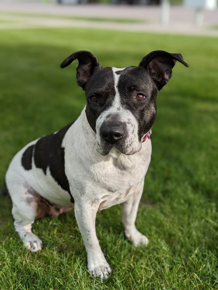 Piper (Oreo/Olga), an adoptable Pit Bull Terrier Mix in Arlee, MT_image-2