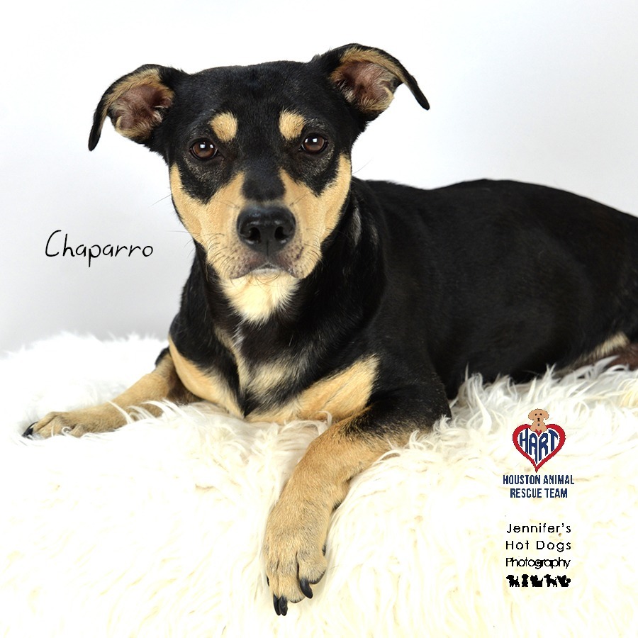 Chaparro, an adoptable Beagle, Manchester Terrier in Hockley, TX, 77447 | Photo Image 1