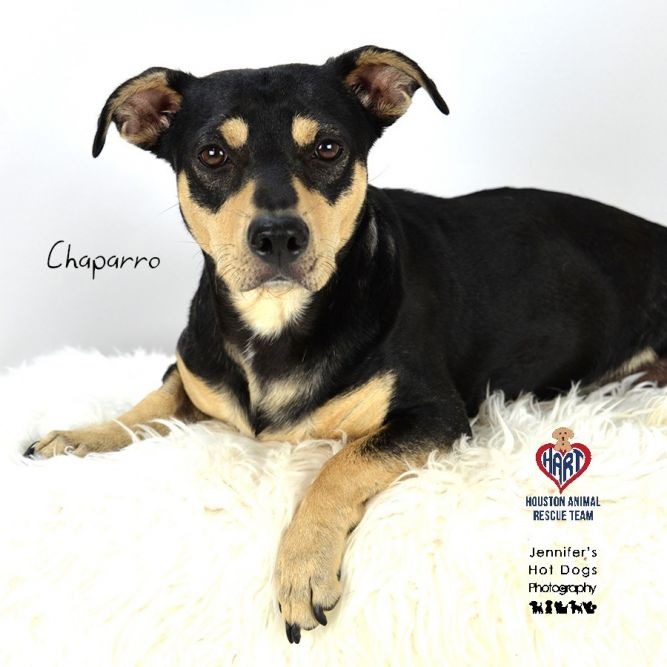 Manchester terrier rescue hotsell