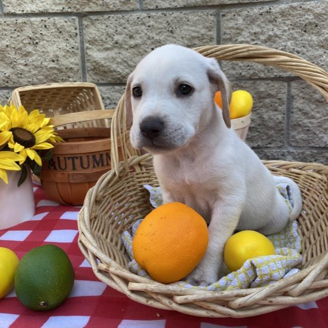 Yuzu Pup - Kumquat - Adopted!