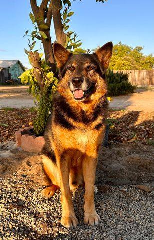 Duke, an adoptable German Shepherd Dog & Border Collie Mix in Modesto , CA_image-2