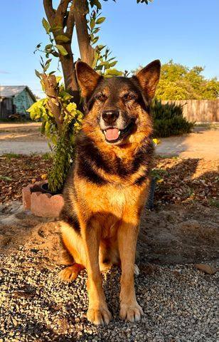 German shepherd collie mix puppies hot sale for adoption