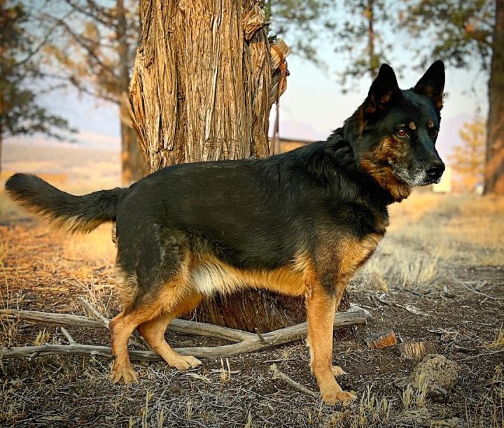 German shepherd best sale and collie mix