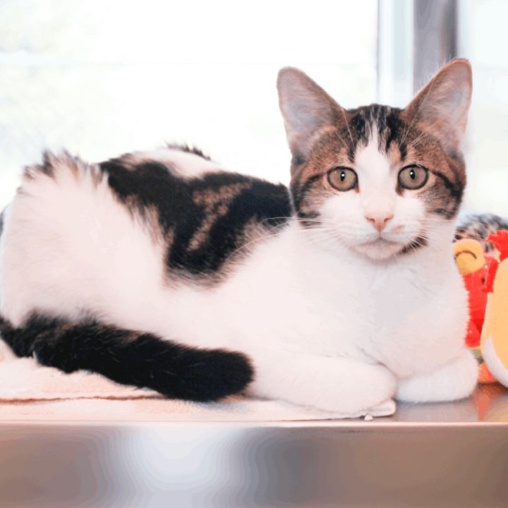 Dora, an adopted Domestic Short Hair Mix in Clovis, CA_image-1