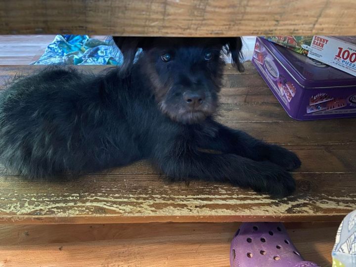Coco, an adoptable Pomeranian & Shih Tzu Mix in Brunswick, ME_image-1