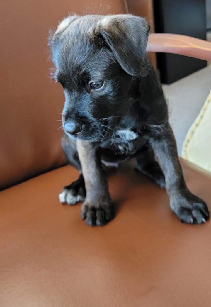 Bella, an adoptable Labrador Retriever Mix in Brunswick, ME_image-3