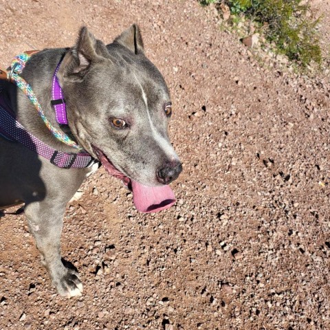 Sabre, an adoptable American Staffordshire Terrier in Phoenix, AZ_image-3
