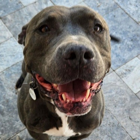 Rocco