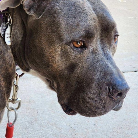 Rocco, an adoptable Pit Bull Terrier in Phoenix, AZ_image-5