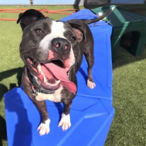 Gwennie, an adoptable Pit Bull Terrier in Phoenix, AZ, 85028 | Photo Image 1