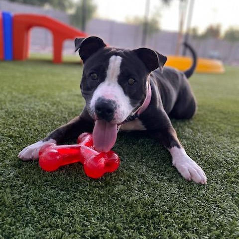 Gwennie, an adoptable Pit Bull Terrier in Phoenix, AZ, 85028 | Photo Image 3
