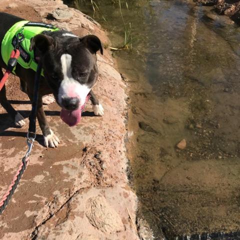 Gwennie, an adoptable Pit Bull Terrier in Phoenix, AZ, 85028 | Photo Image 4