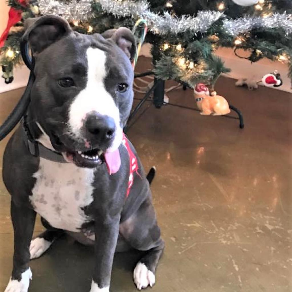 Gwennie, an adoptable Pit Bull Terrier in Phoenix, AZ, 85028 | Photo Image 4