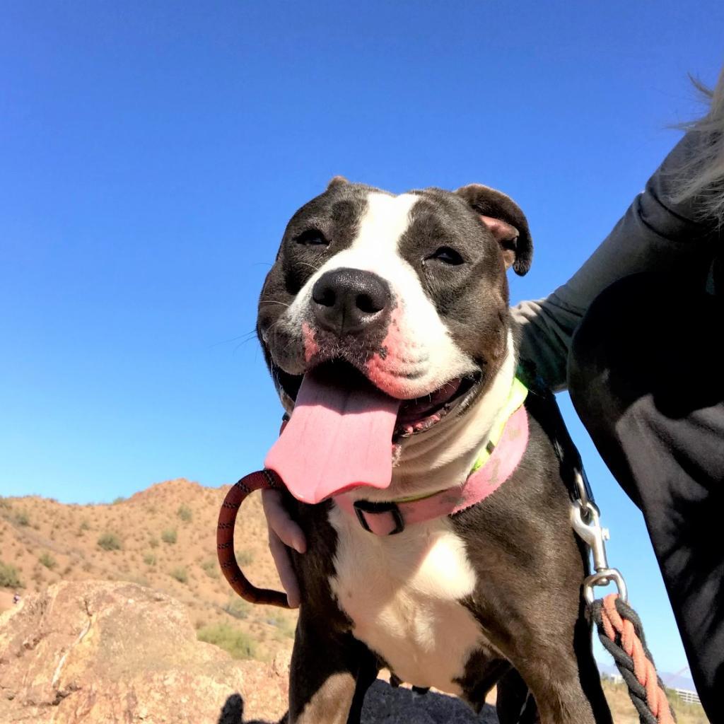 Gwennie, an adoptable Pit Bull Terrier in Phoenix, AZ, 85028 | Photo Image 5