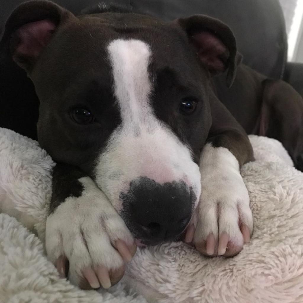 Gwennie, an adoptable Pit Bull Terrier in Phoenix, AZ, 85028 | Photo Image 6