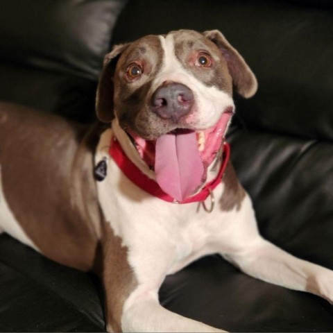 Merman, an adoptable Pit Bull Terrier, Mixed Breed in Phoenix, AZ, 85028 | Photo Image 1