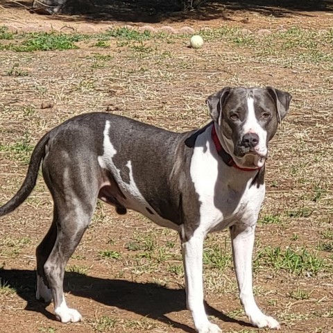 Merman, an adoptable Pit Bull Terrier, Mixed Breed in Phoenix, AZ, 85028 | Photo Image 3