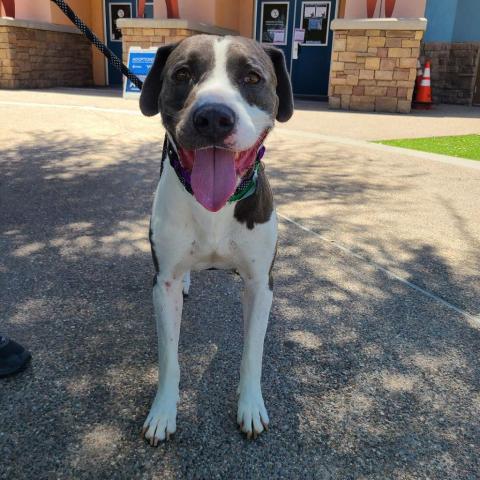 Merman, an adoptable Pit Bull Terrier, Mixed Breed in Phoenix, AZ, 85028 | Photo Image 4