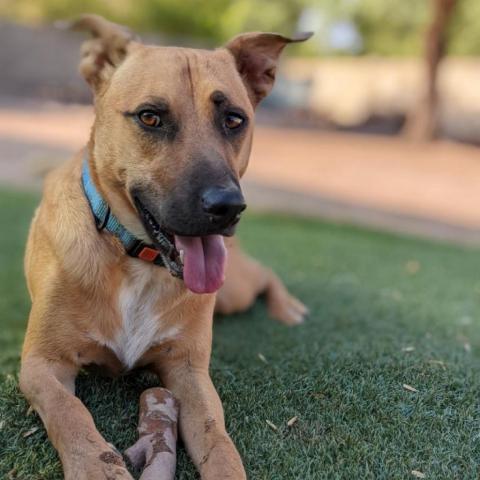 Murphy, an adoptable Shepherd, Black Mouth Cur in Phoenix, AZ, 85028 | Photo Image 1