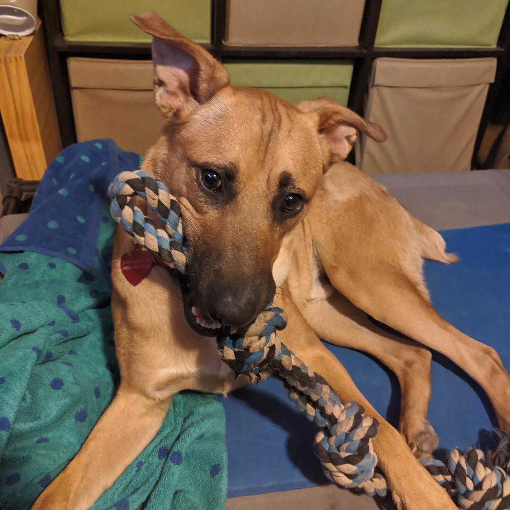 Murphy, an adoptable Shepherd, Black Mouth Cur in Phoenix, AZ, 85028 | Photo Image 1