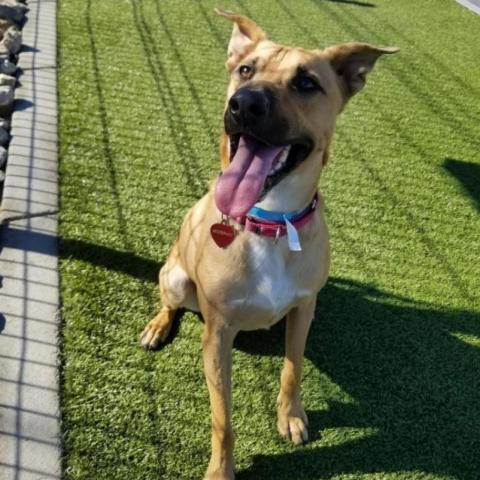 Murphy, an adoptable Shepherd, Black Mouth Cur in Phoenix, AZ, 85028 | Photo Image 2