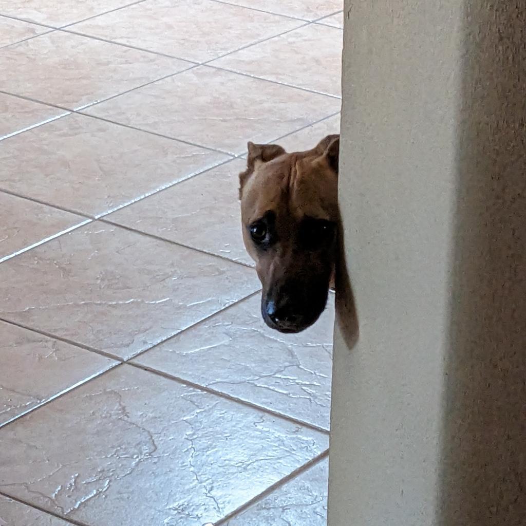 Murphy, an adoptable Shepherd, Black Mouth Cur in Phoenix, AZ, 85028 | Photo Image 2