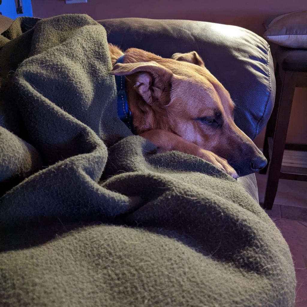 Murphy, an adoptable Shepherd, Black Mouth Cur in Phoenix, AZ, 85028 | Photo Image 3